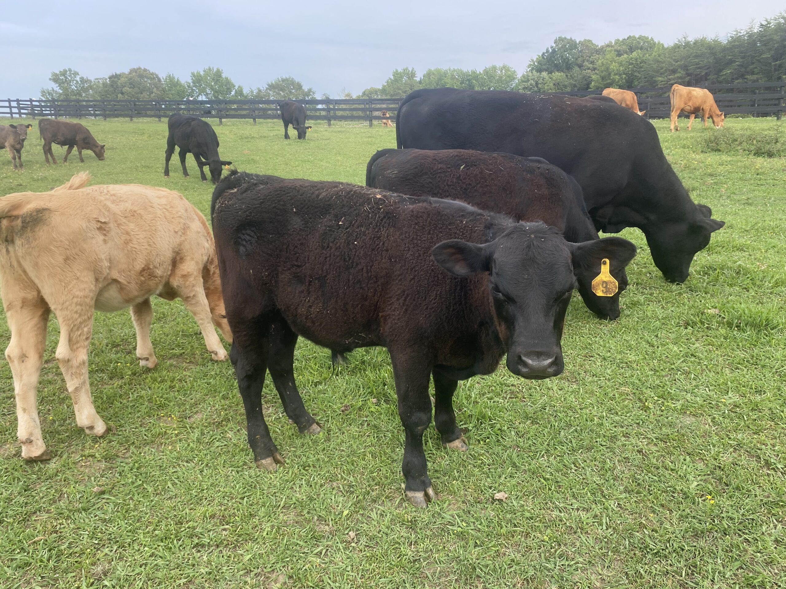 Burke Family Farm Livestock