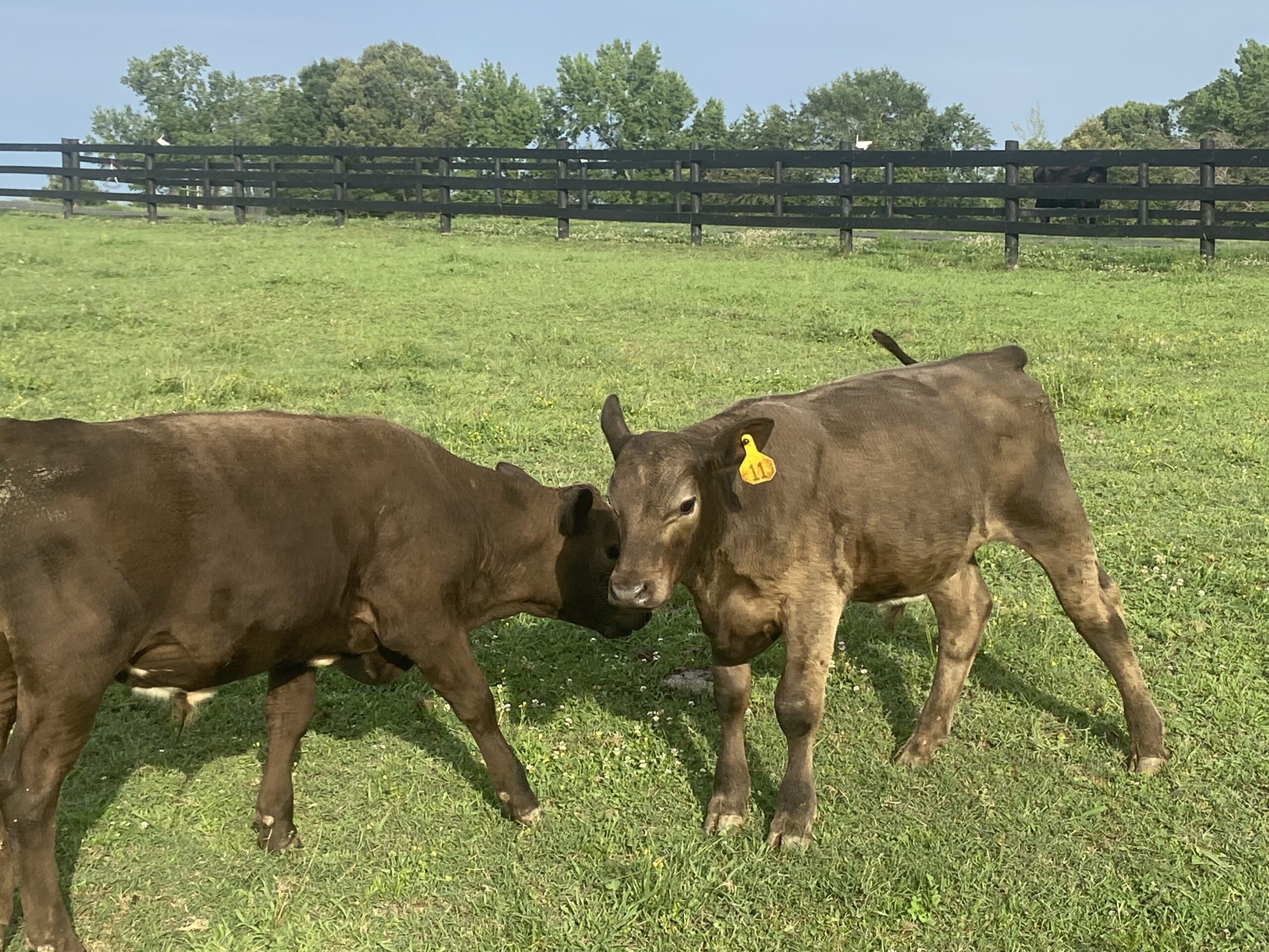 Cattle at Burke Family Farm